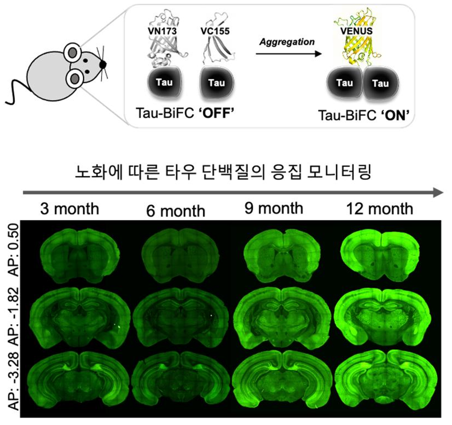 [연구성과] 신규 치매 플랫폼 개발 이미지